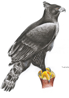 Águila tirana